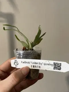 2025年最新】golden boyの人気アイテム - メルカリ