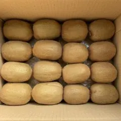 青森県産　農薬不使用　キウイフルーツ　箱込み2.8kg