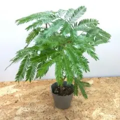 2025年最新】エバーフレッシュ曲がりの人気アイテム - メルカリ