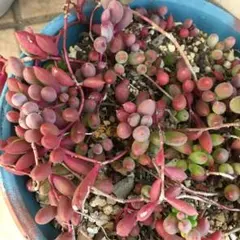 ルビーネックレス　多肉植物　カット苗