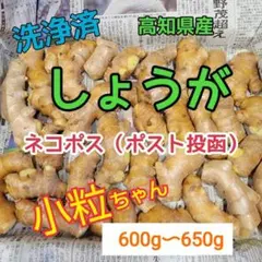 種生姜 熊本生姜 500 g - メルカリ