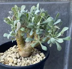 2026年最新】オトンナ ユーフォルビオイデスの人気アイテム - メルカリ