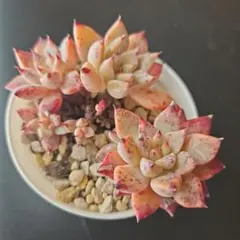 2026年最新】多肉植物 紫の人気アイテム - メルカリ