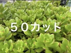 ハーブ農家直送】タイム（ロンギカウリス）56ポット セット 数量変更
