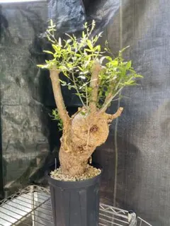 Commiphora omdomba コミフォラ オムドムンバ 塊根植物 - メルカリ
