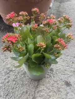 カランコエ 鉢植え つぼみ付き ピンク陶器鉢 観葉植物 カランコエ 鉢植え つぼみ付き ピンク陶器鉢 観葉植物 - メルカリ