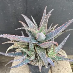 2025年最新】アロエ 植物の人気アイテム - メルカリ