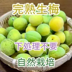 完熟ありが梅 5kg 早っ！梅干が最短日3日で完成！ 下処理不要 残り
