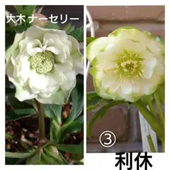 3703☘️タグ付き☘️超極上☘️⭐️ミスティーク⭐️大木ナーセリー⭐️ 大木ナーサリー - Yahoo!ショッピング