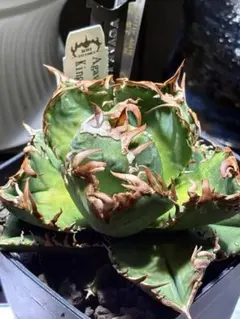 2026年最新】皇冠 アガベの人気アイテム - メルカリ