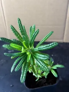 H37 塊根植物ドルステニアギガス ブラータ 大株 鉢のまま発送【落ち葉