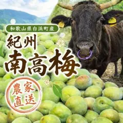 5月26日より順次発送【農家直送】 紀州南高梅 和歌山県白浜町産 家庭用 