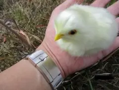 Item thumbnail for item 7c8f457c-b067-49d8-acda-ddade0fea564