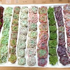 c★お買い得９種セット★多肉植物カット苗☆詰め合わせセット☆