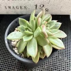 ラウリンゼ×ミニマ 抜き苗 多肉植物 エケベリア - メルカリ