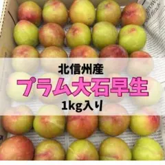 【長野県北信州産】すもも.プラム 大石早生 約1.2kgのサムネイル