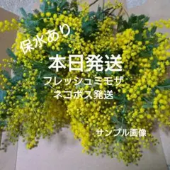本日発送♪無農薬フレッシュミモザ　ネコポスいっぱい　#14