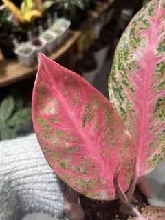 アグラオネマ ピンク パーフェクト サイアム 観葉植物 - メルカリ