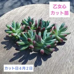 多肉植物　乙女心　カット苗　6カット　４月５日までの出品です♪