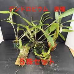 デンドロビウム 6種セット - メルカリ