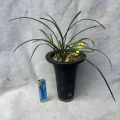 日本春蘭☆水彩赤舌花☆5本 - メルカリ