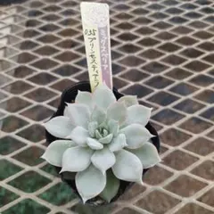 クロちゃん様 リクエスト 2点 まとめ商品