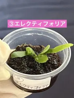 速達❣️su_aqua様 リクエスト 4点 まとめ商品