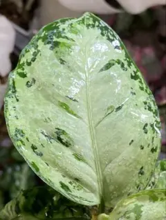 アグラオネマホワイトデビル　① 2025年最新】ホワイトデビル アグラオネマの人気アイテム - メルカリ