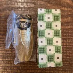 2026年最新】蝉 標本の人気アイテム - メルカリ