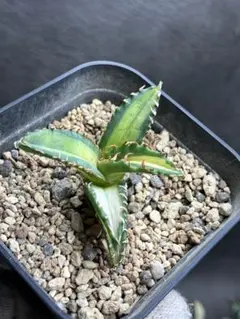 2026年最新】白鯨 斑の人気アイテム - メルカリ