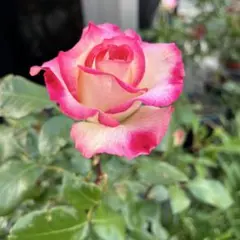 M K様 リクエスト 3点 まとめ商品