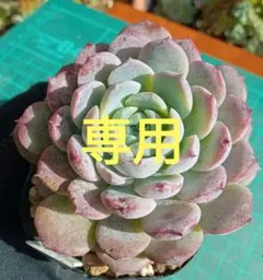 デラ様 リクエスト 3点 まとめ商品