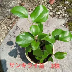 サンキライの苗 C 3株 雌雄不明のサムネイル