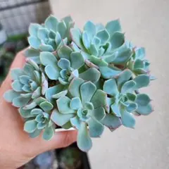 七福美尼　大苗　全部　抜き　多肉植物のサムネイル