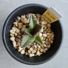 2026年最新】agave titanotaの人気アイテム - メルカリ