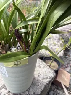 R8年キンリョウヘン花芽なし2鉢セット 株分け - メルカリ