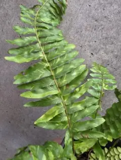 かずき様 リクエスト 2点 まとめ商品