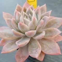 あつこ様 リクエスト 3点 まとめ商品