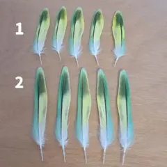 セキセイインコ パステルレインボー 鳥の羽根