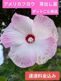 Picard様 リクエスト 2点 まとめ商品