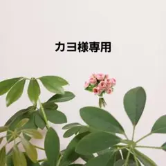 ふんどしパンツ　フンティ　履き心地にこだわったパンツ　専用M ～L