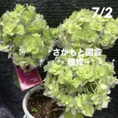 ①ஐさかもと園芸・濃い覆輪入り*ஐ八重咲き・紫陽花・苗木【雅姫・パープル系】5号のサムネイル