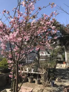 2025年最新】桜 苗木の人気アイテム - メルカリ