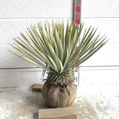 2026年最新】ロストラータ ユッカの人気アイテム - メルカリ