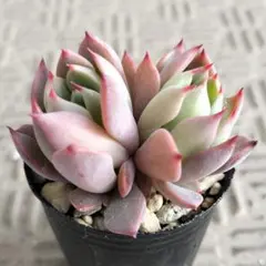 .❀. nico25 .❀.様 リクエスト 2点 まとめ商品