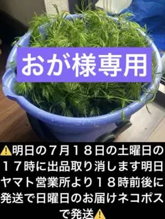 天然マツモ５Lバケツ盛り‼️⚠️翌日地域の方のみ⚠️❌❌❌翌々日地域は発送不可❌❌❌⚠️のサムネイル
