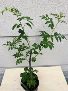 沖縄産 琉球山椒 ミニ盆栽 - メルカリ