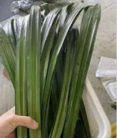ベトナム最高香り生パンダンリーフ枚 - メルカリ