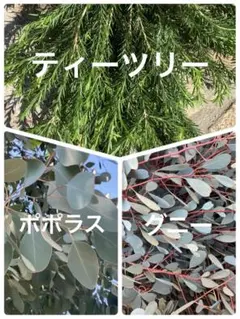 ティーツリー・グニー・ポポラス切り枝満タン