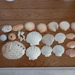 貝殻セット 多様な色と形